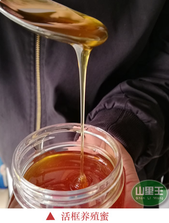 土蜂蜜图片