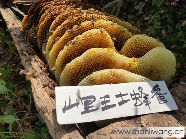 秦岭土蜂蜜多少钱一斤？